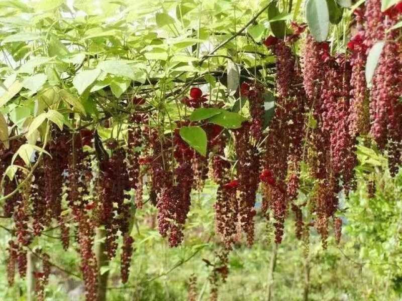 正宗八月瓜种子，发芽率高