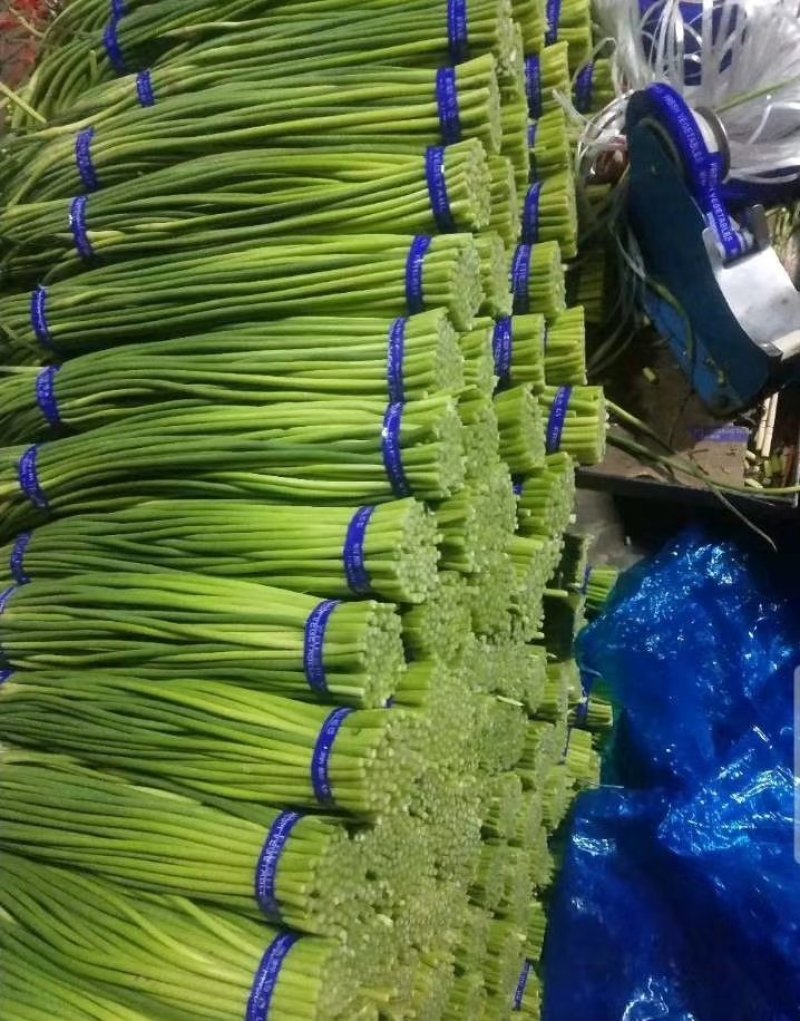 山东金乡红帽蒜苔万吨冷库，提供各种规格包装