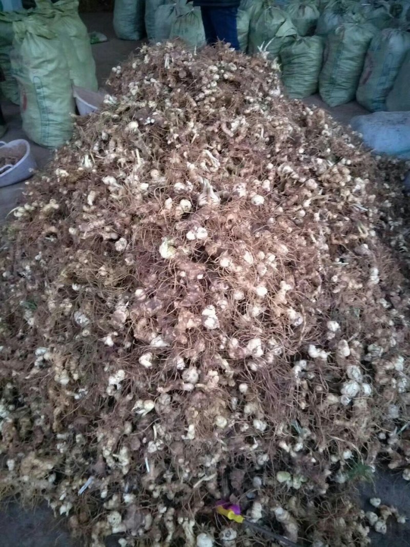 多花姜形甜黄精不倒苗黄精全国代发下单秒发