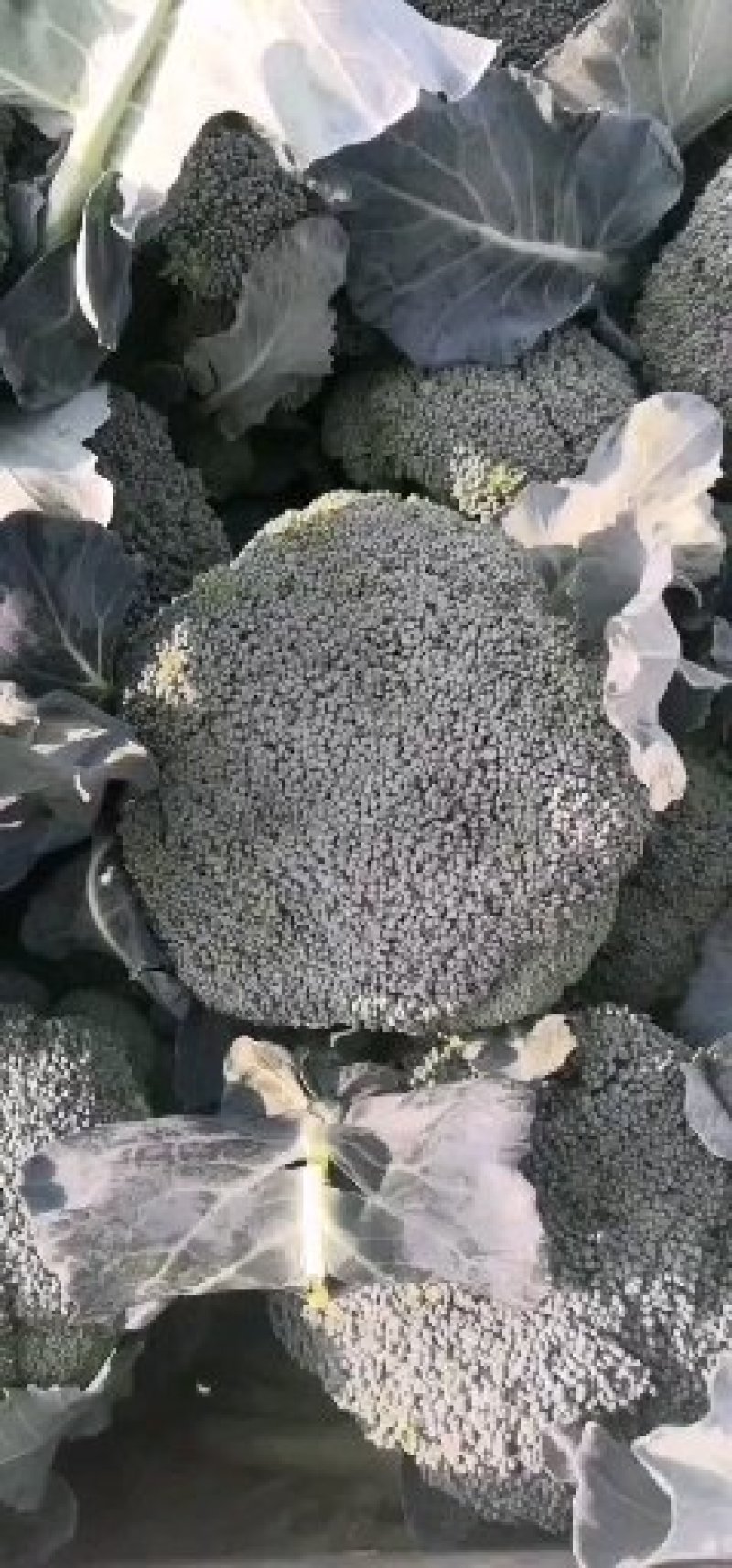 万亩基地大棚耐寒优秀炎秀西兰花。。。。。。。。。