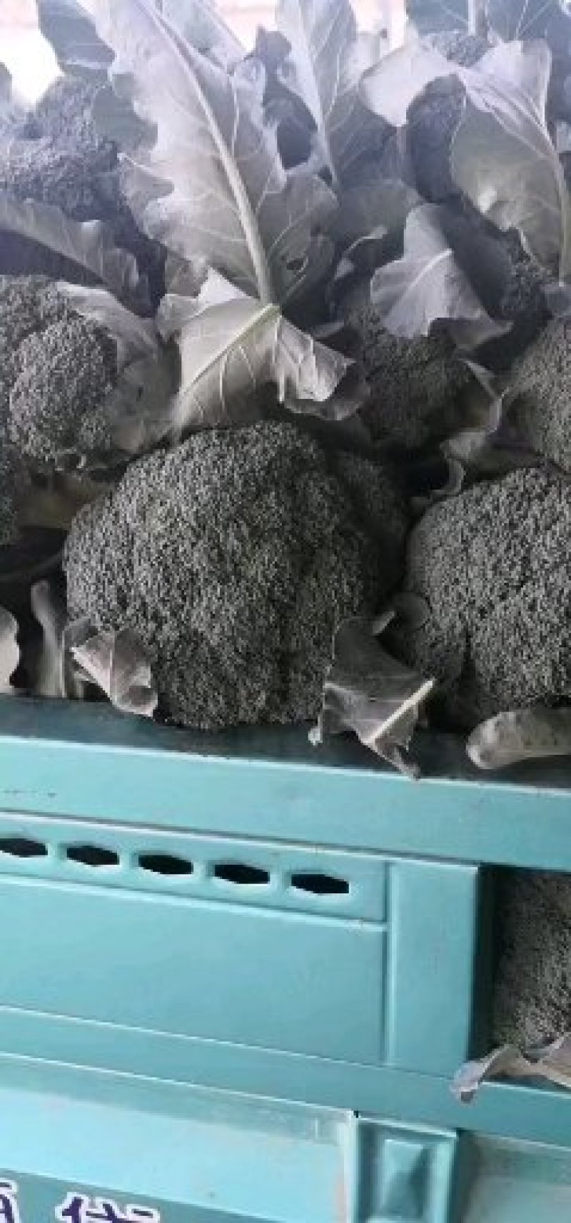 万亩基地大棚耐寒优秀炎秀西兰花。。。。。。。。。
