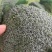 万亩基地大棚耐寒优秀炎秀西兰花。。。。。。。。。