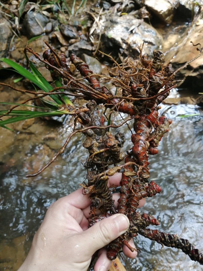 大量供应野生石菖蒲