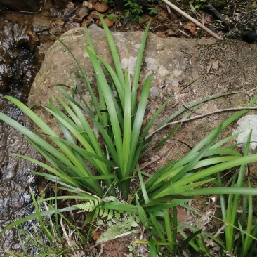 大量供应野生石菖蒲