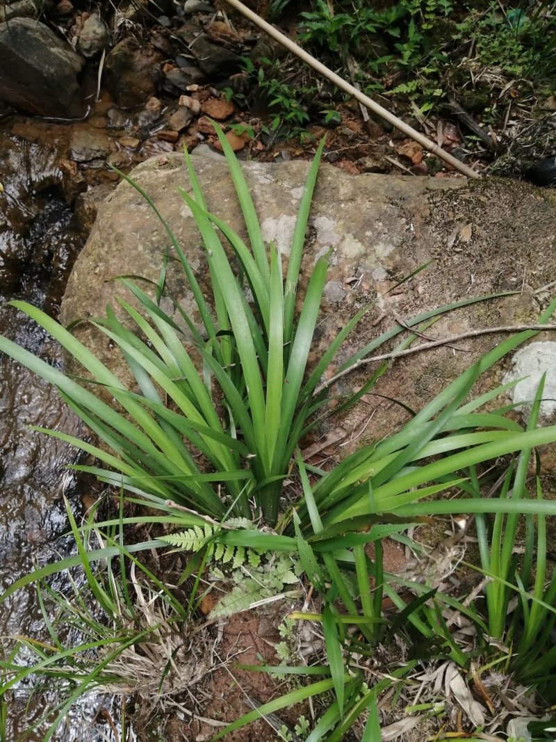 大量供应野生石菖蒲