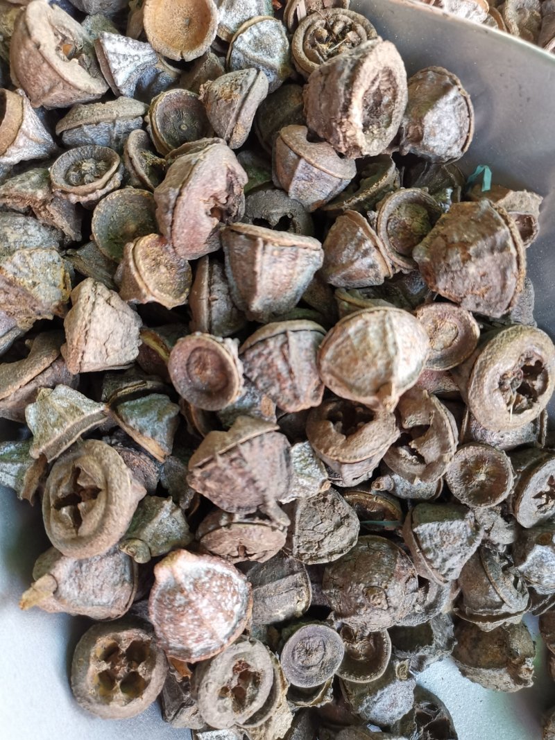 一口钟桉树果特级精选整粒无硫无杂质产地直销品质保证