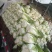 早熟安徽大白菜