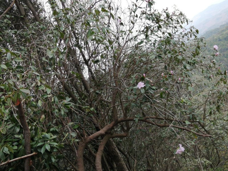 深山老林野生紫色杜鹃花