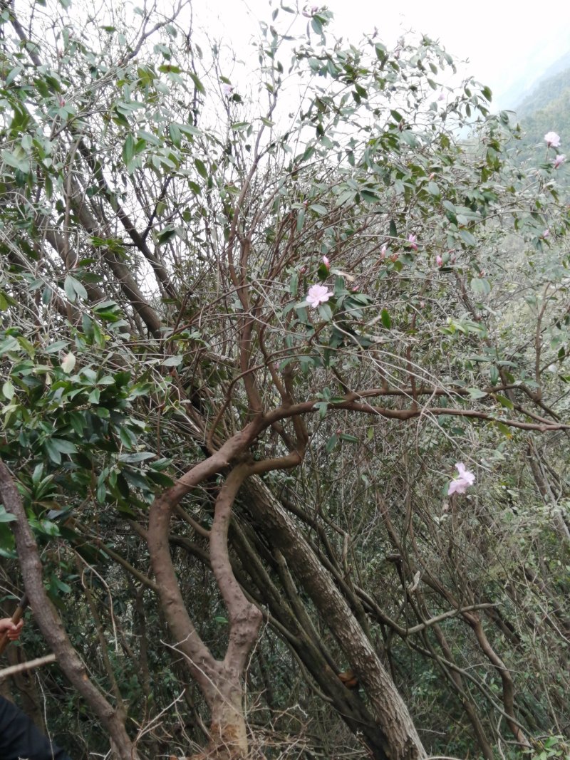 深山老林野生紫色杜鹃花