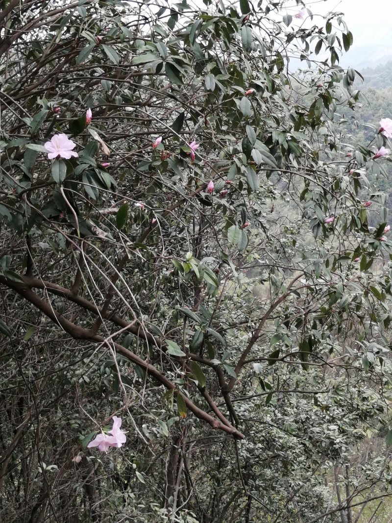 深山老林野生紫色杜鹃花