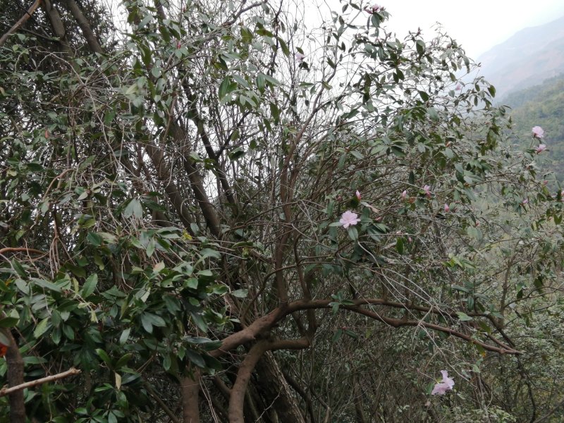 深山老林野生紫色杜鹃花