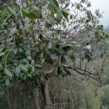 深山老林野生紫色杜鹃花