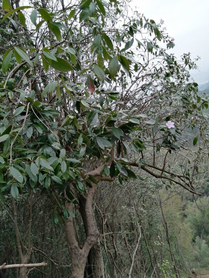 深山老林野生紫色杜鹃花