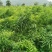 多花姜形甜黄精不倒苗黄精全国代发下单秒发
