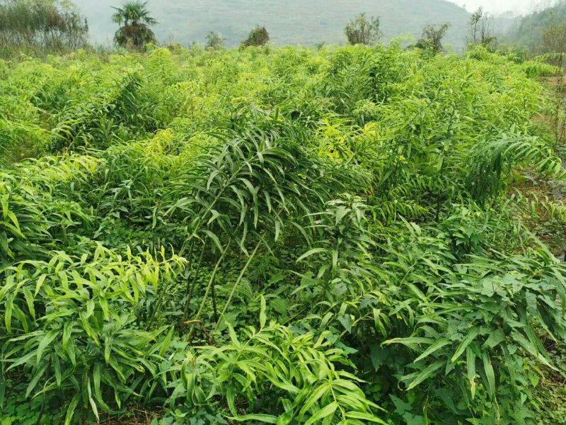 多花姜形甜黄精不倒苗黄精全国代发下单秒发