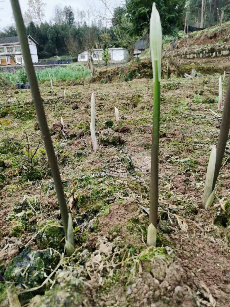 多花姜形甜黄精不倒苗黄精全国代发下单秒发