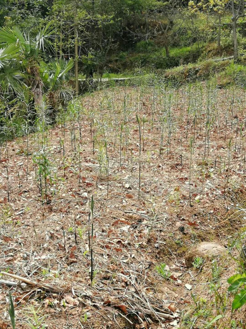 多花姜形甜黄精不倒苗黄精全国代发下单秒发
