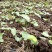 最新鲜重楼一手货源24小时在线服务正品保障现货抢购