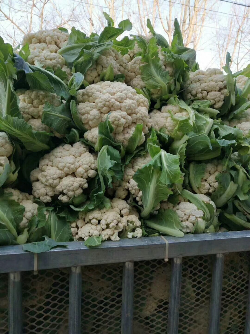 各种优质松花菜产地还供应各种季节性蔬菜