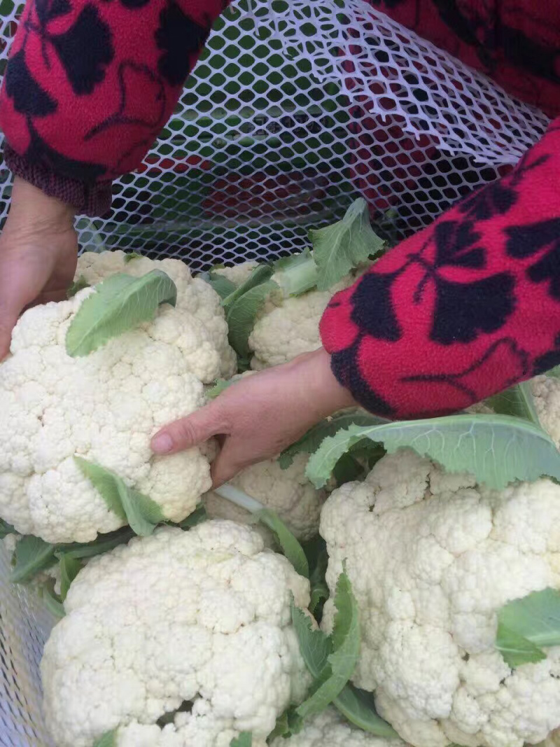 各种优质松花菜产地还供应各种季节性蔬菜