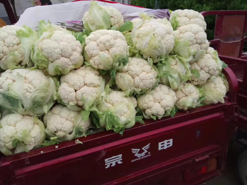 各种优质松花菜产地还供应各种季节性蔬菜