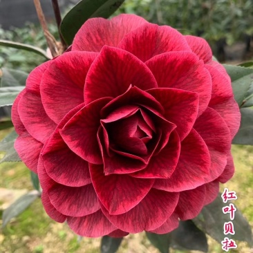 红叶贝拉稀有茶花品种树苗盆栽庭院名贵精品进口阳台花卉