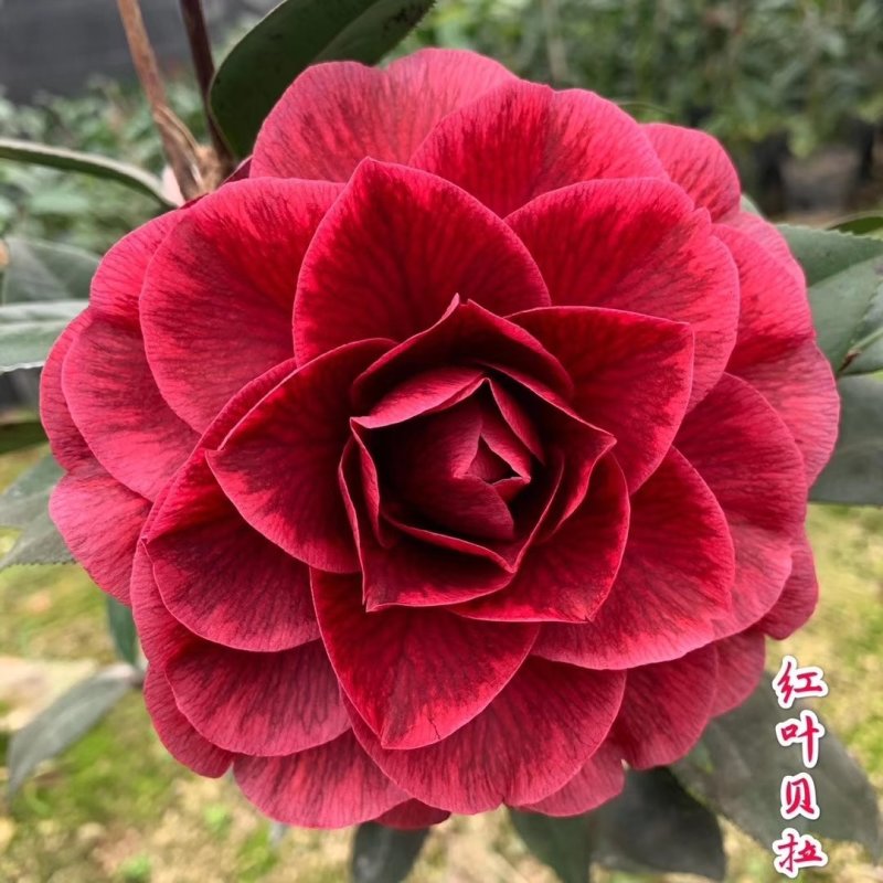 红叶贝拉稀有茶花品种树苗盆栽庭院名贵精品进口阳台花卉