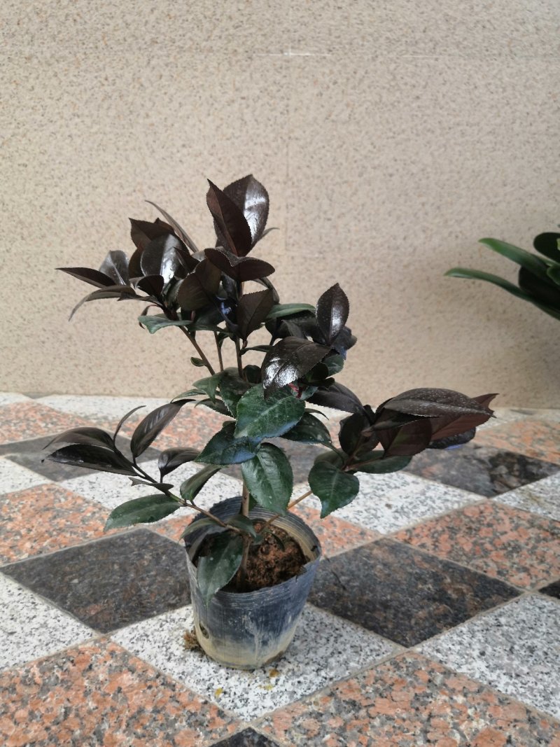红叶贝拉稀有茶花品种树苗盆栽庭院名贵精品进口阳台花卉