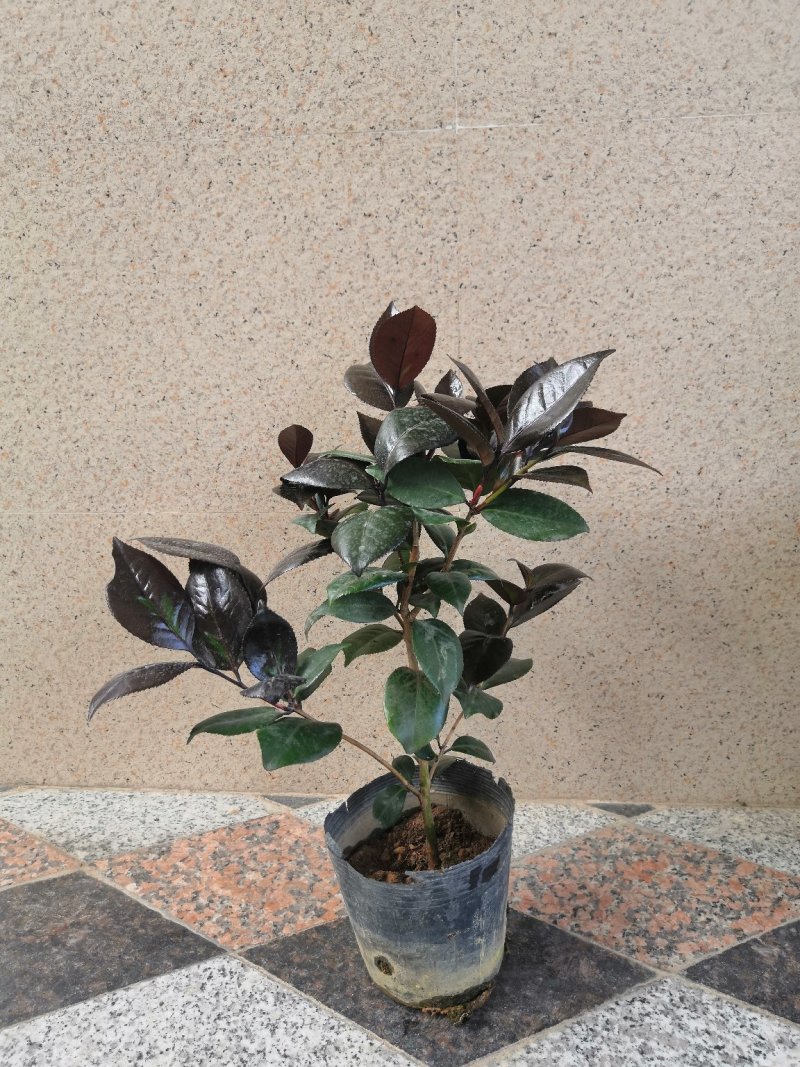 红叶贝拉稀有茶花品种树苗盆栽庭院名贵精品进口阳台花卉