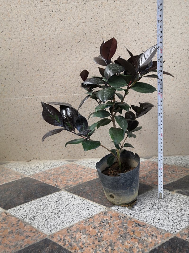 红叶贝拉稀有茶花品种树苗盆栽庭院名贵精品进口阳台花卉