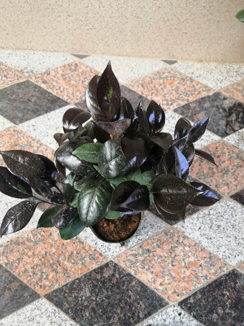 红叶贝拉稀有茶花品种树苗盆栽庭院名贵精品进口阳台花卉