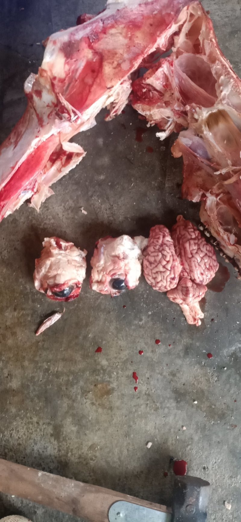 牛头肉厂家直发货源充足支持样品视频看货量大优惠