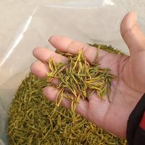 高山黄芽茶畲族茶农自己种的茶园
