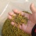 高山黄芽茶畲族茶农自己种的茶园