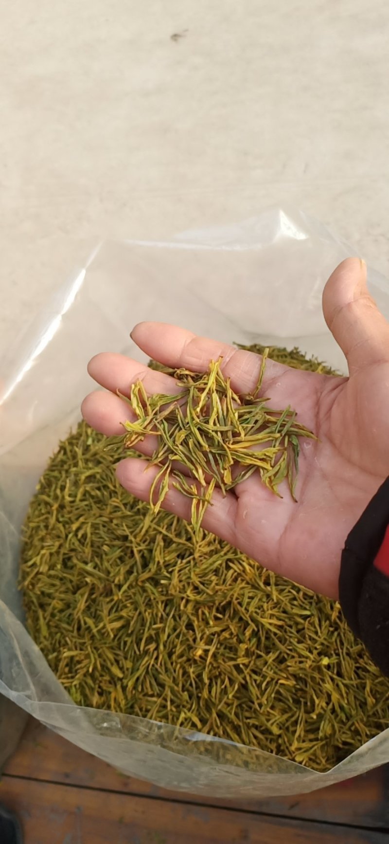 高山黄芽茶畲族茶农自己种的茶园