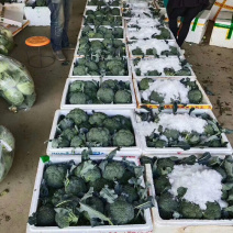 万亩西蓝花产地另供应各种季节性蔬菜