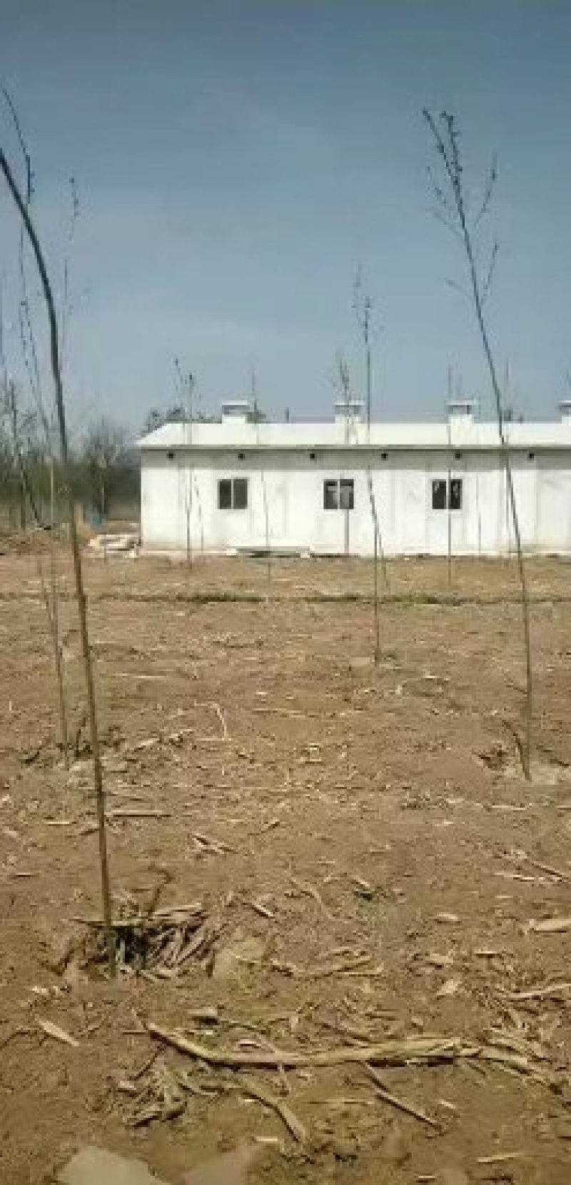 专业搭建大型养殖保温鸡鸭猪舍大棚