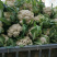 产地青梗花菜还供应各种季节性蔬菜自由市场