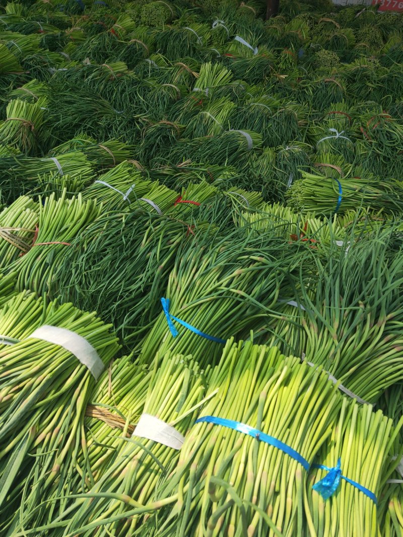 江苏徐州红帽蒜薹大量上市，可加工，一件代发，欢迎采购