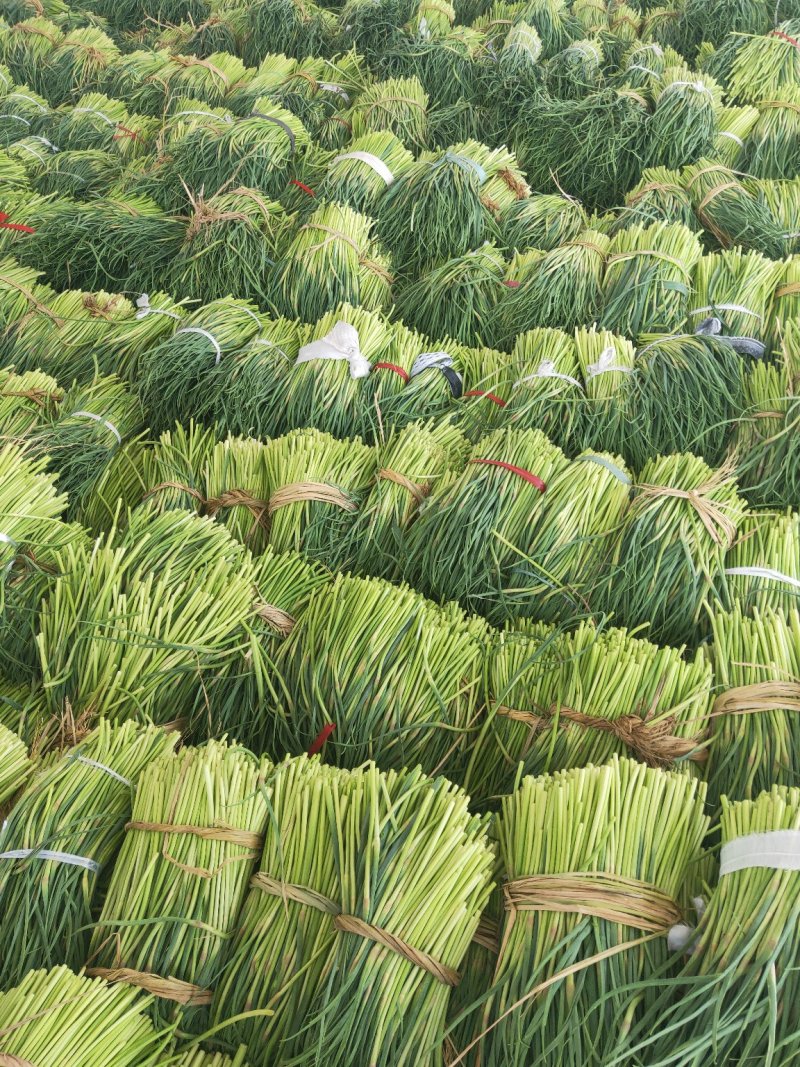 江苏徐州红帽蒜薹大量上市，可加工，一件代发，欢迎采购