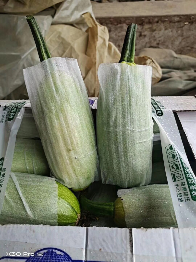 优质西葫芦产地直销还供应各种季节性蔬菜
