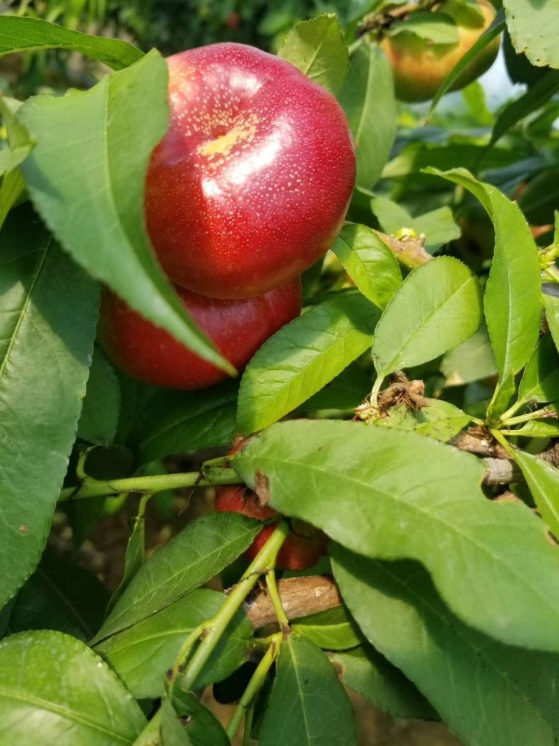 油蟠桃