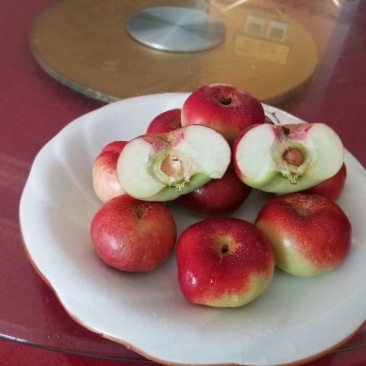 油蟠桃