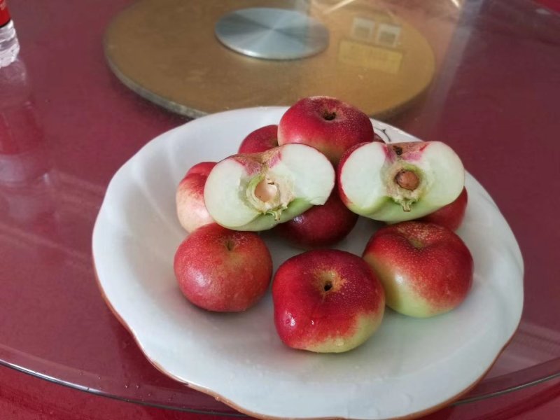 油蟠桃