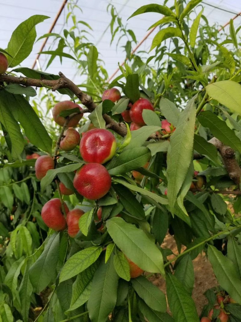 油蟠桃