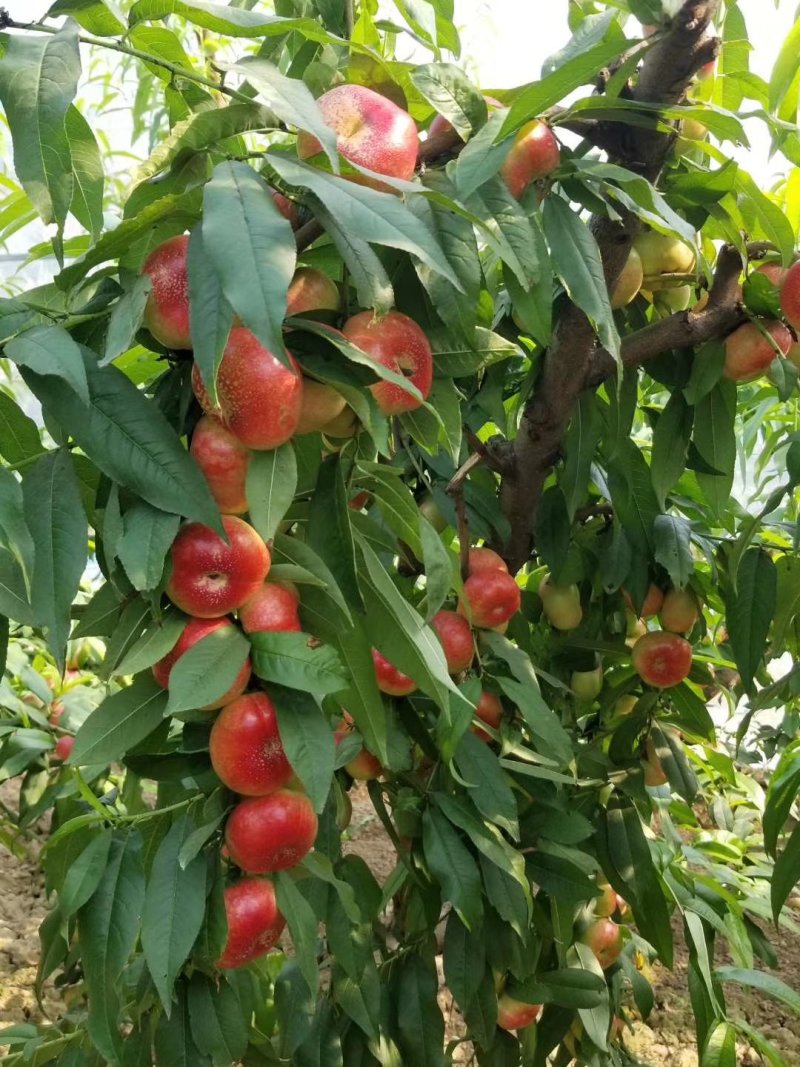 油蟠桃