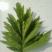 端午节新鲜艾草，全颗艾，商超直供，产地冷藏发货，量大从优