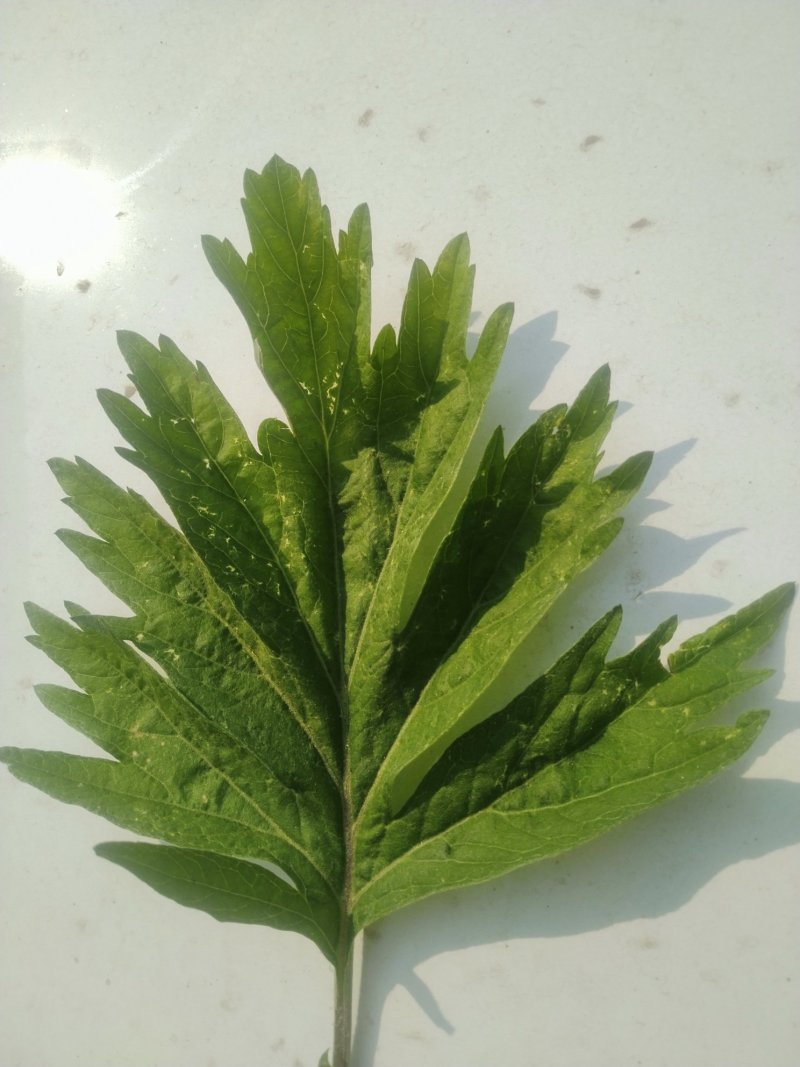 端午节新鲜艾草，全颗艾，商超直供，产地冷藏发货，量大从优