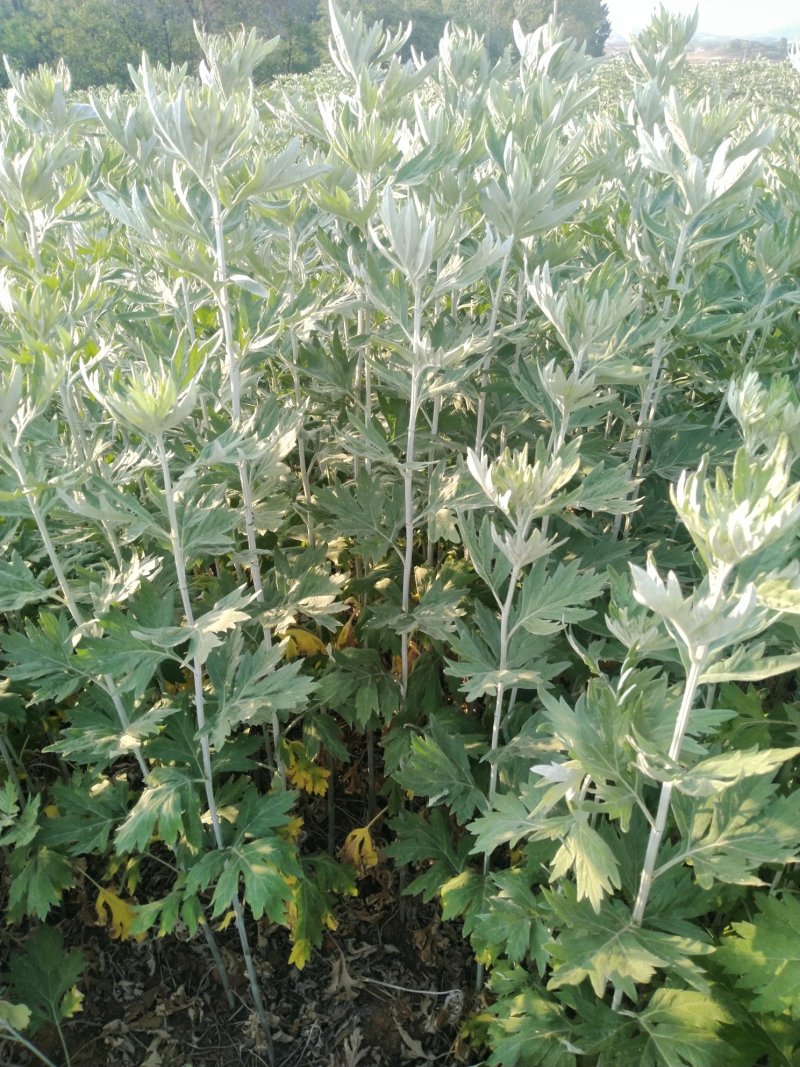 端午节新鲜艾草，全颗艾，商超直供，产地冷藏发货，量大从优