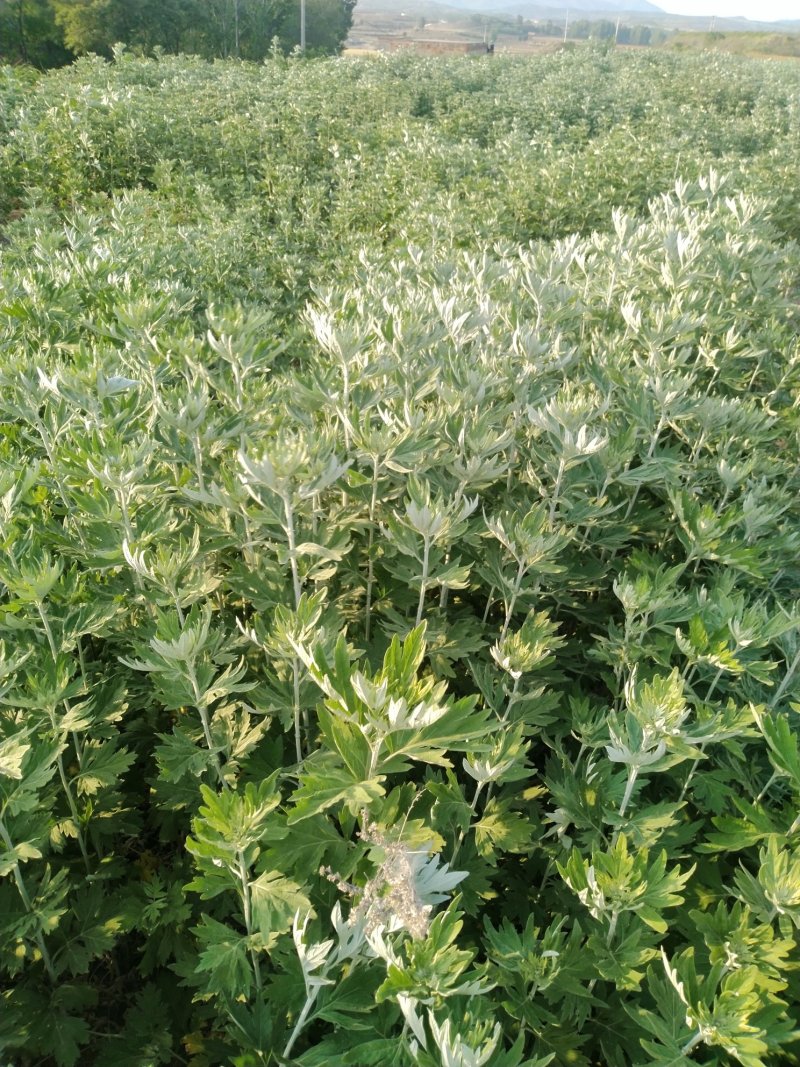 端午节新鲜艾草，全颗艾，商超直供，产地冷藏发货，量大从优